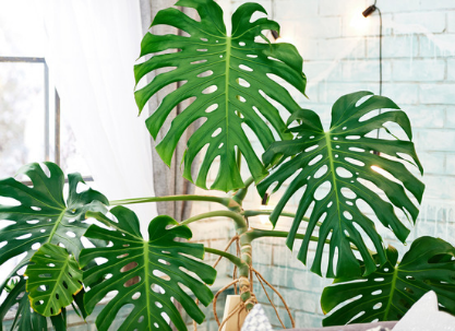monstera kraina obrusów