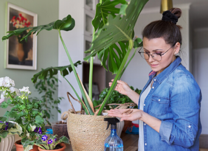 monstera kraina obrusów