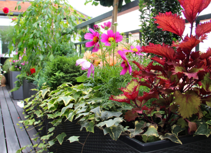 Kwiaty na balkonie kwiaty, balkon