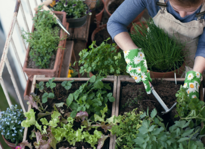 Hodowla warzyw i owoców na balkonie hodowla roślin, warzyw i owoców, balkon