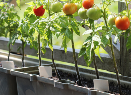 Pomidory w doniczkach pomidory w doniczkach na balkonie