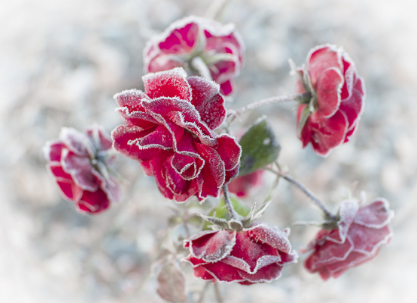 Róże zamrożone